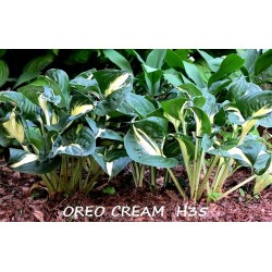 OREO CREAM