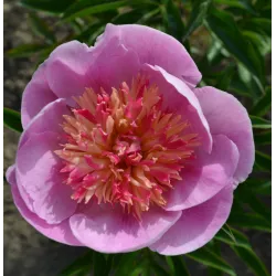 ZHEMCHUZHNAYA ROSSYP