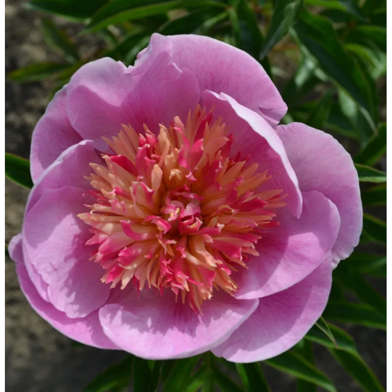 ZHEMCHUZHNAYA ROSSYP