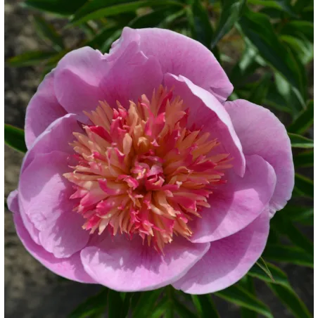 ZHEMCHUZHNAYA ROSSYP