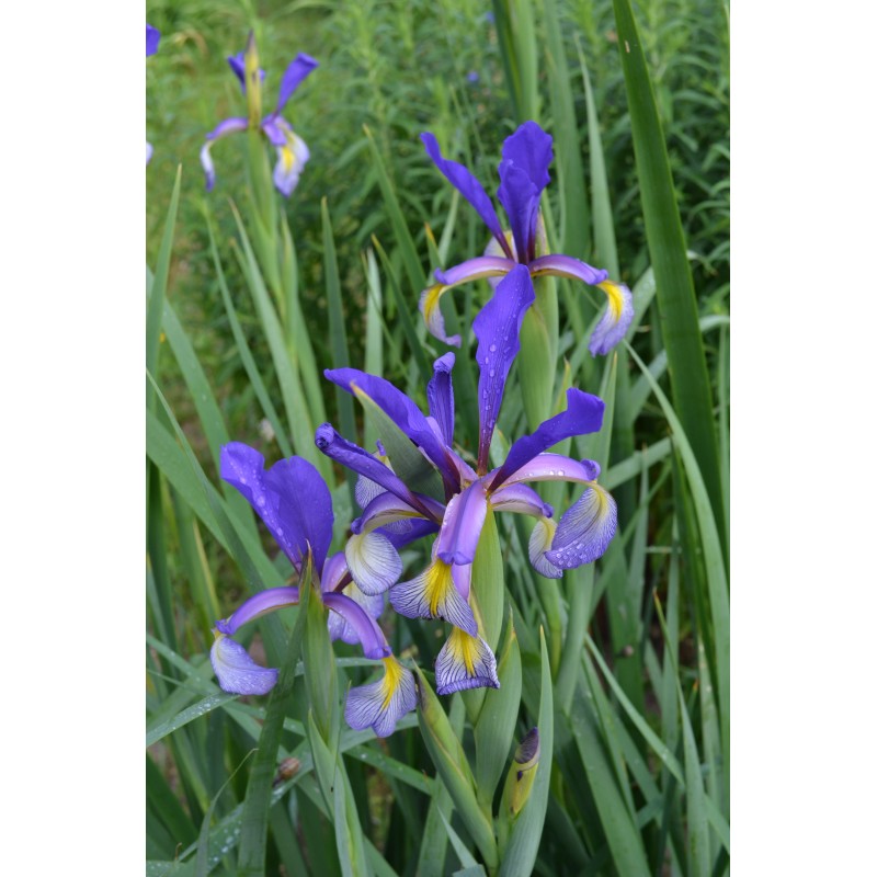 PREMIER (Spuria iriss)