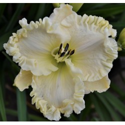 ALPINE  RUFFLES (Stamile)