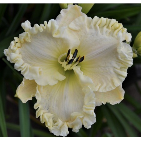 ALPINE  RUFFLES (Stamile)