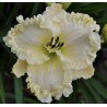 ALPINE  RUFFLES (Stamile)