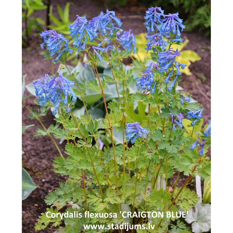 CRAIGTON BLUE (Corydalis flexuosa)