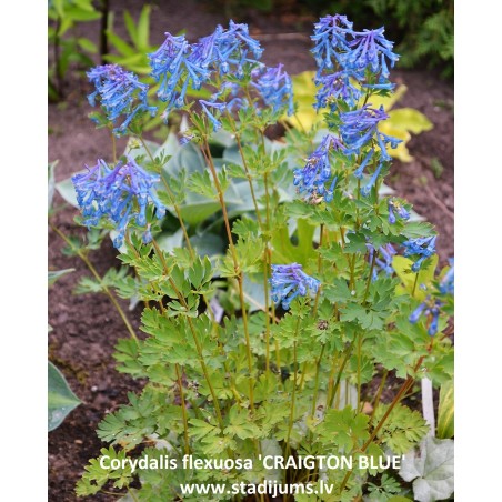 CRAIGTON BLUE (Corydalis flexuosa)