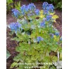 CRAIGTON BLUE (Corydalis flexuosa)