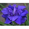 BLUEBERRY  BRANDY