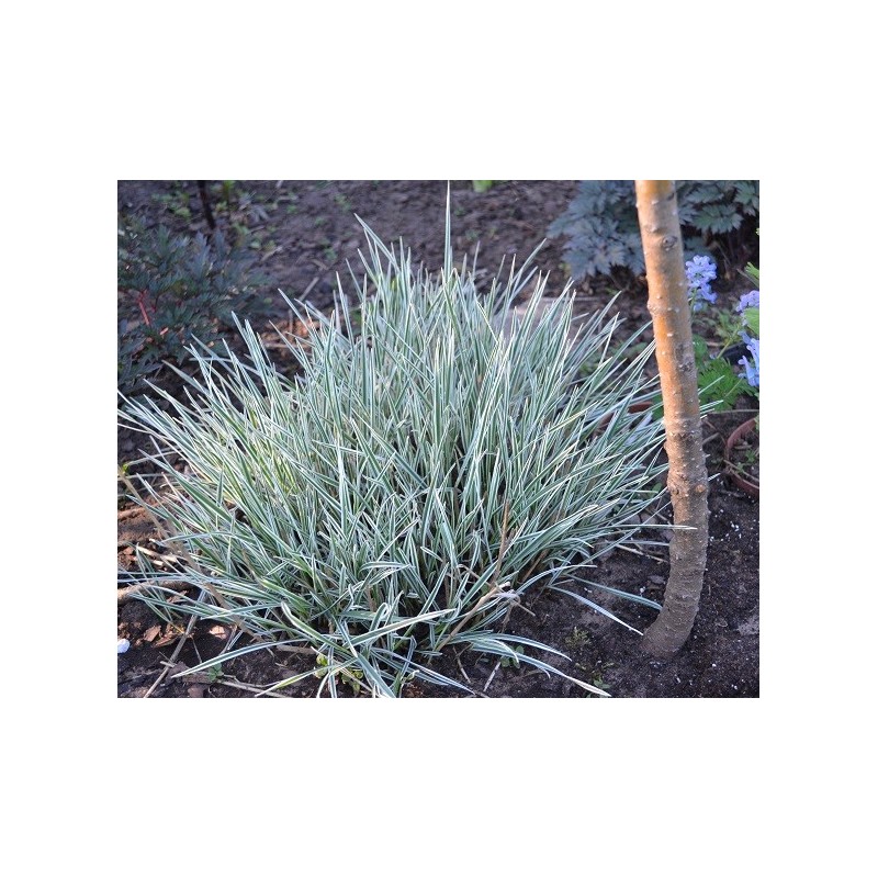 Arrhenatherum elatius bulbosum 'variegatum'