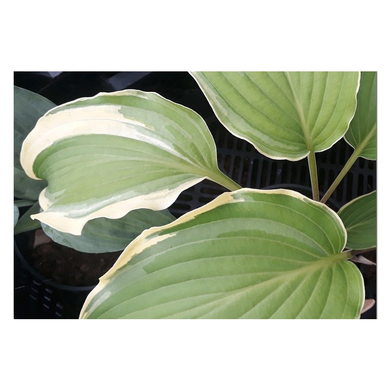 SADA (D. Van Eechaute)