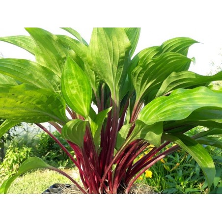 BEET SALAD