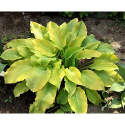 FLEMISH GOLD (D. Van Eechaute)
