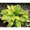 FLEMISH GOLD (D. Van Eechaute)