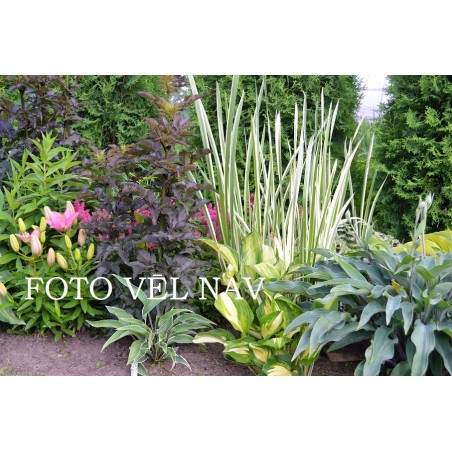 VALLEY'S LEMON LIMBO (J.Linneman)