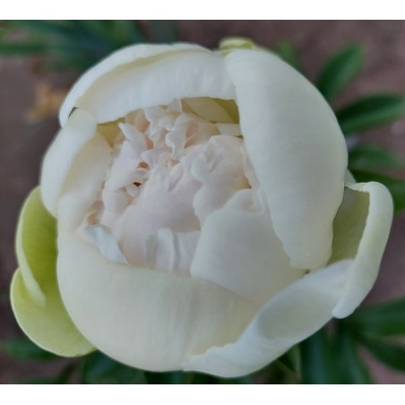 MARILLA BEAUTY