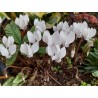 Cyclamen hederofolium Album