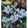 Cyclamen hederifolium  Silver Leaf Alba