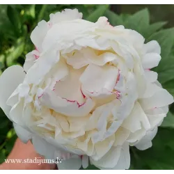BELYE NOCHI  (A.Skakodub)