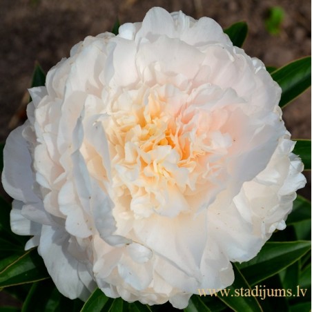MARGARET’S DELIGHT
