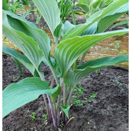 VALLEY'S ADONIS (J.LINNEMAN)