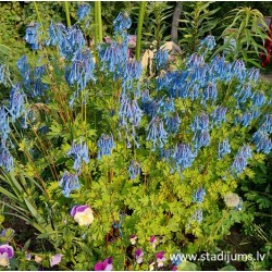 Corydalis flexuosa