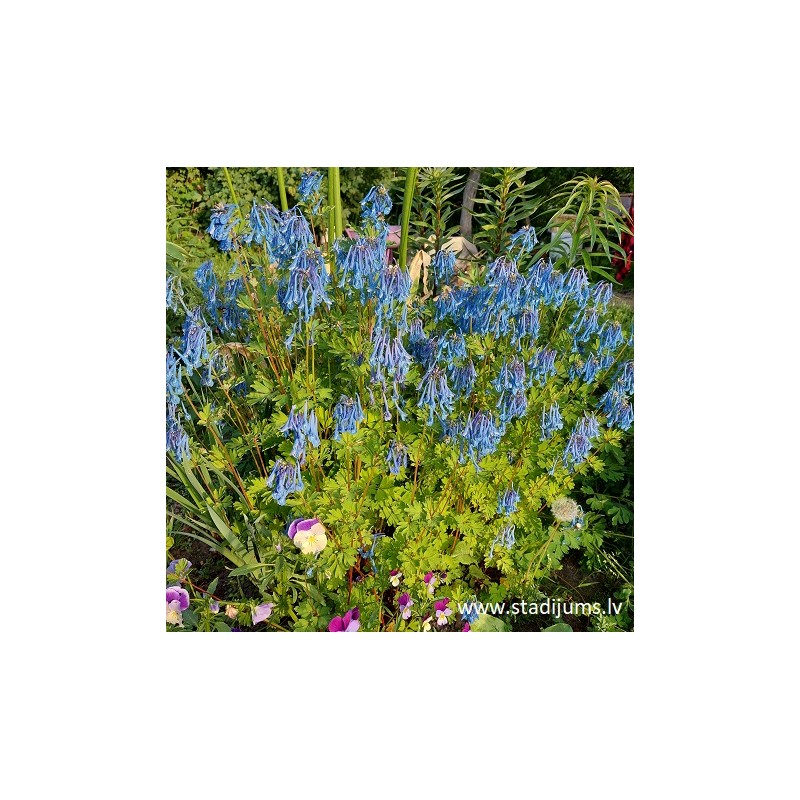 Corydalis flexuosa