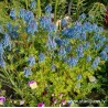 Corydalis flexuosa