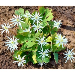 Sanguinaria canadensis 'STAR'