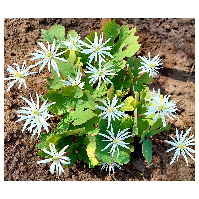 Sanguinaria canadensis 'STAR'