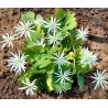 Sanguinaria canadensis 'STAR'