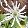 Sanguinaria canadensis 'STAR'