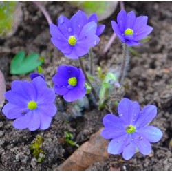 Hepatica x trans-acuta Millstream Merlin