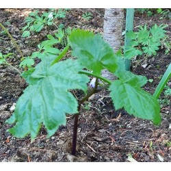 Glaucidium palmatum DOUBLE FORM