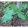 Glaucidium palmatum DOUBLE FORM