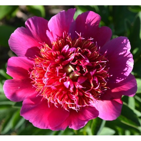 DUTCH DWARF
