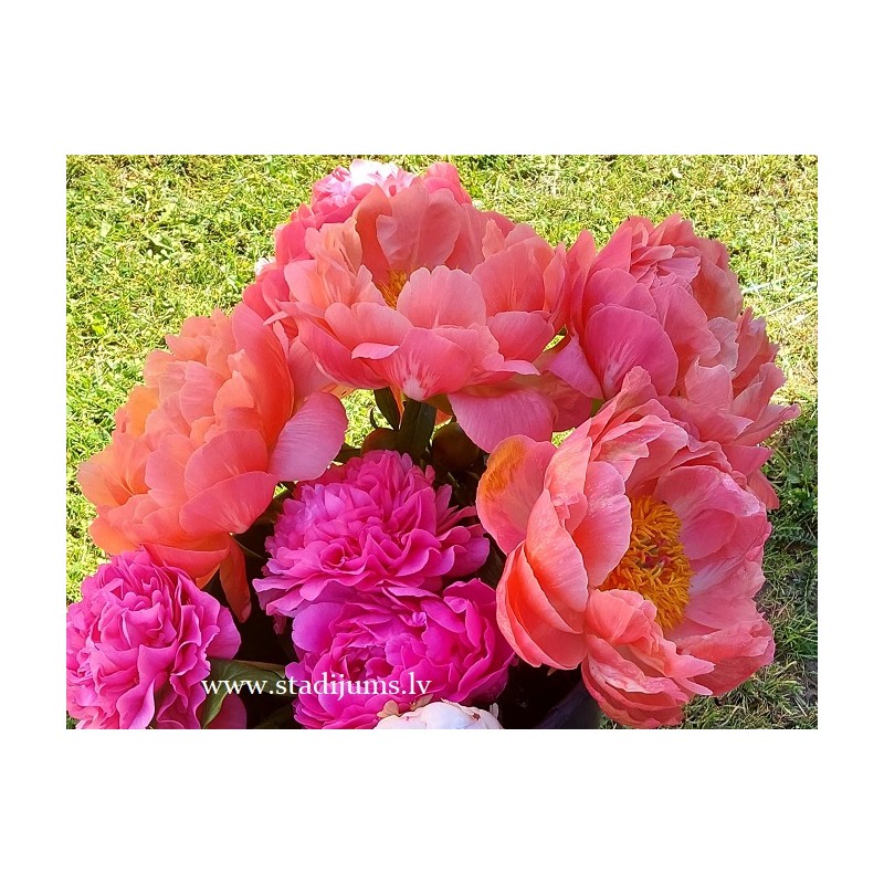 CORAL CHARM