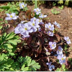 Jeffersonia dubia