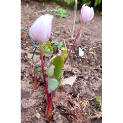 Sanguinaria canadensis