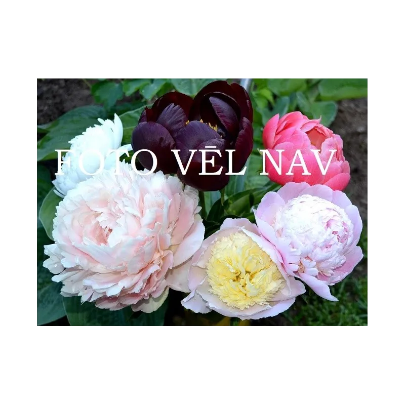 ZOLUSHKA/ЗОЛУШКА
