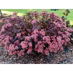 Sedum telephium 'Purple...