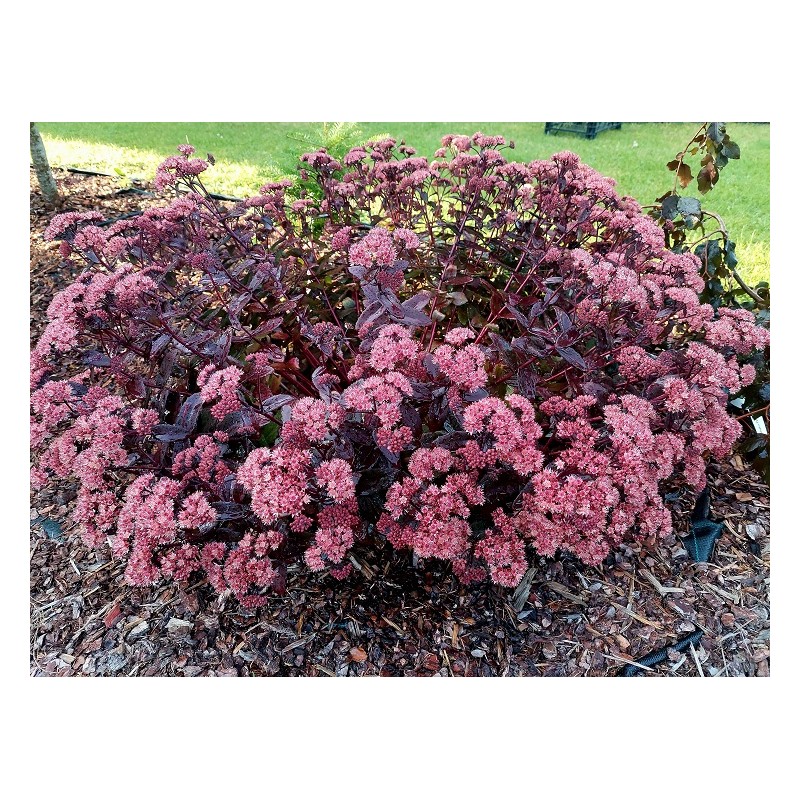 Sedum telephium 'Purple Emperor'