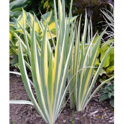 Iris pallida Variegata