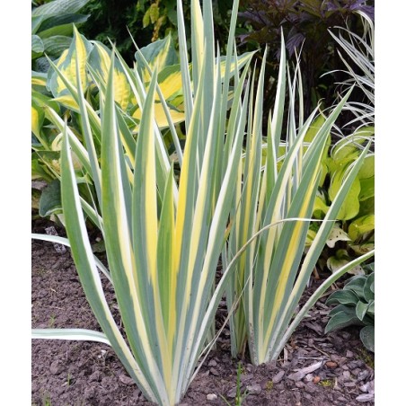Iris pallida Variegata