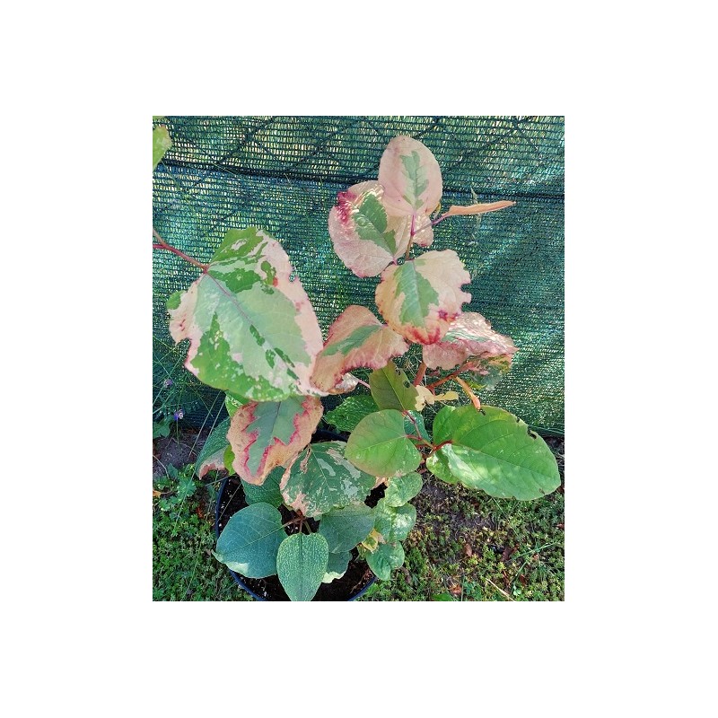 Fallopia japonica variegata