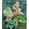 Fallopia japonica variegata