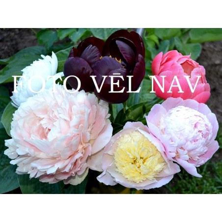 Рудольф Нуреев