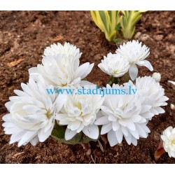 Sanguinaria canadensis ‘Multiplex’