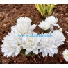 Sanguinaria canadensis ‘Multiplex’