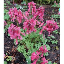 Corydalis (cīrulītis Nr.3)