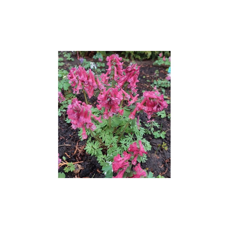 Corydalis (cīrulītis Nr.3)